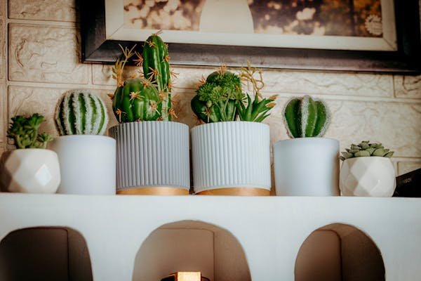 Farmingdale observer: must-read tips for your indoor garden